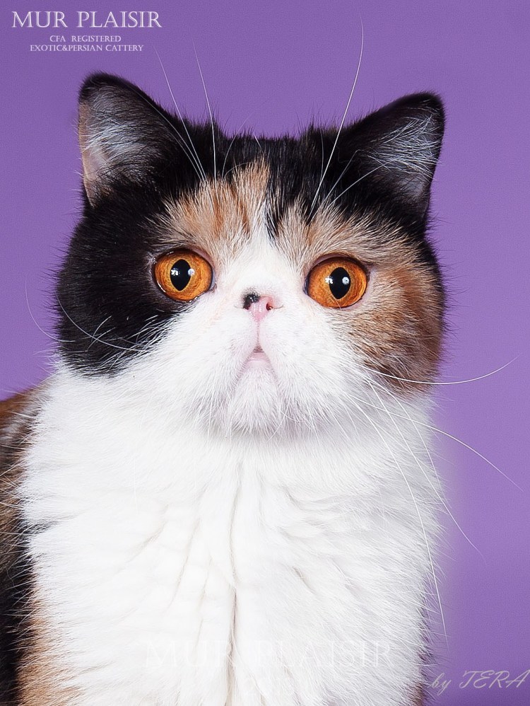 Экзот трехцветный