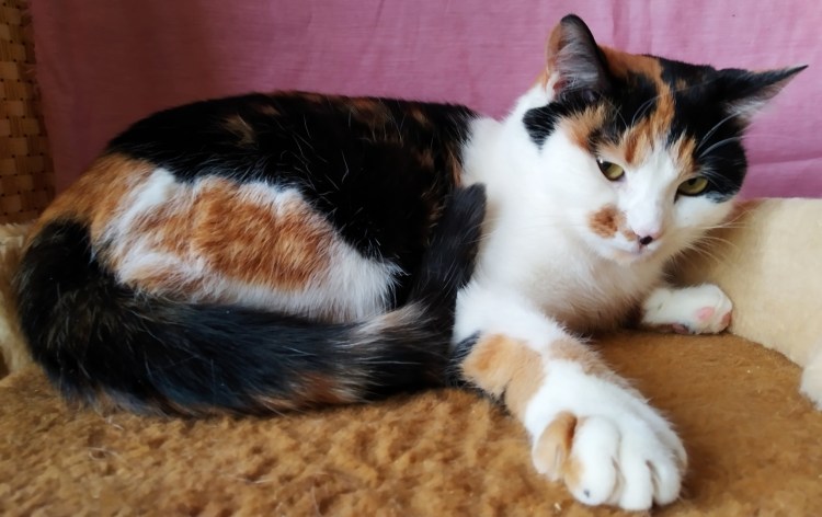 Известный трехшерстный кот блогер