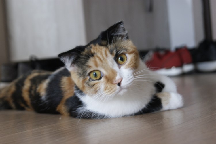 Экзотическая короткошерстная кошка