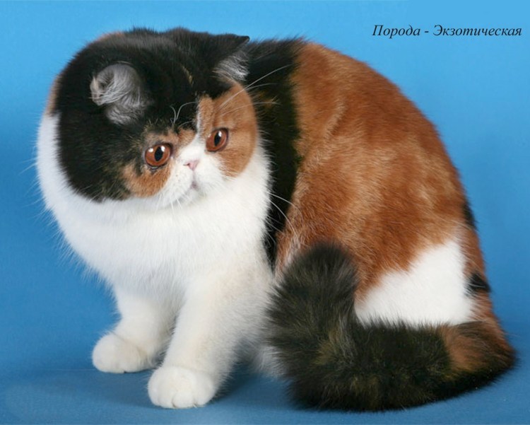 Трехшерстная кошка экзот