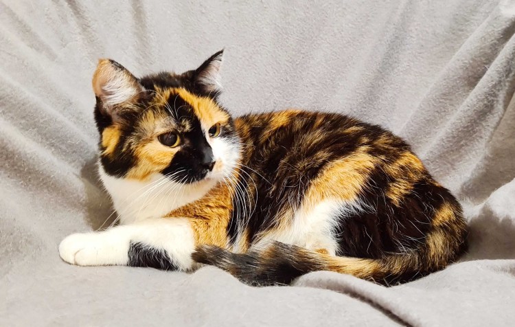 Trixie "кошечка"