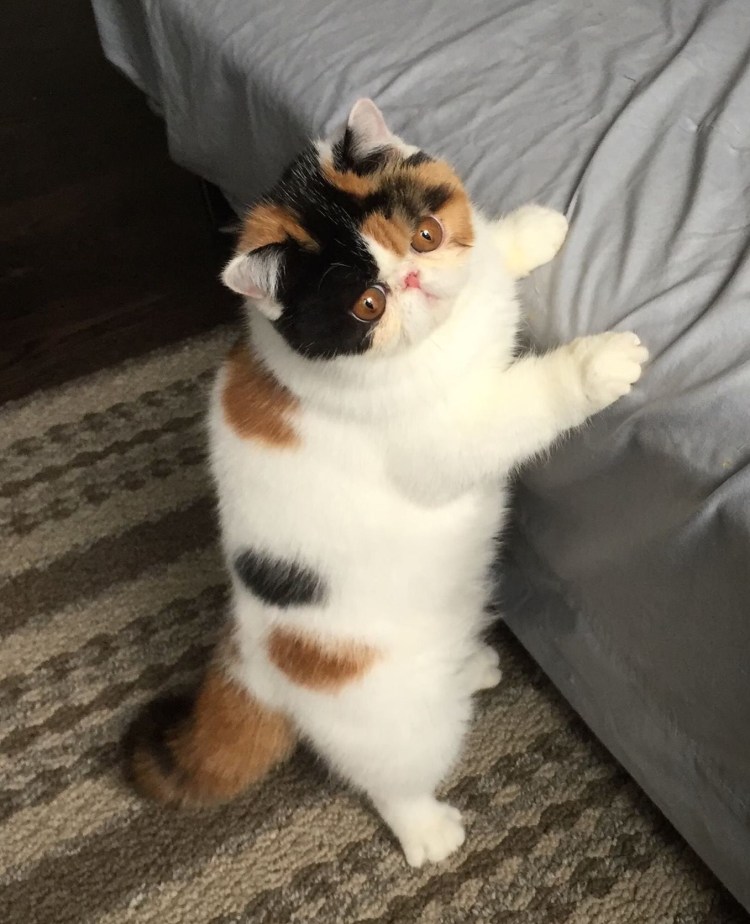 Как зовут трёхцветный кошек