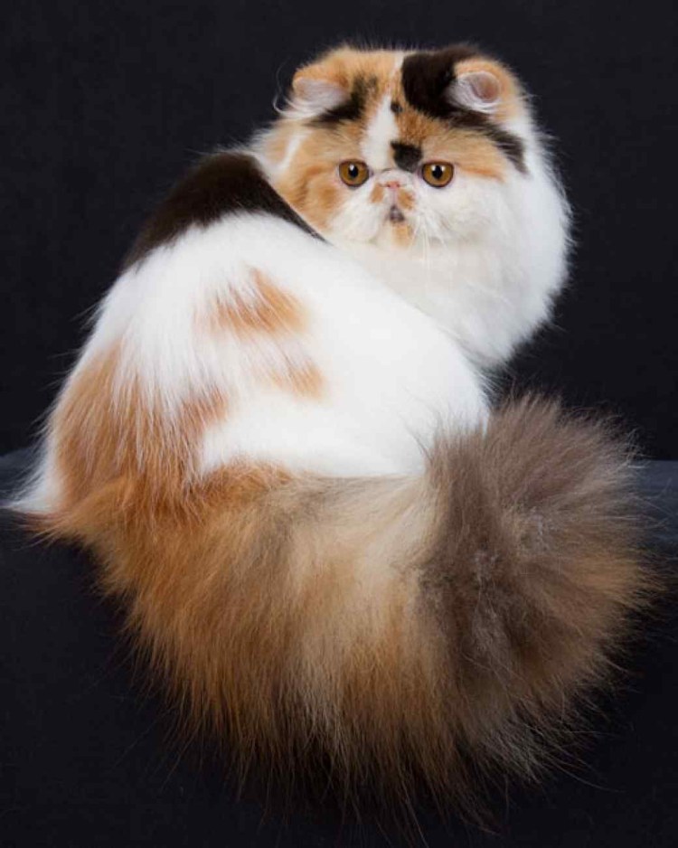 Трехшерстная Персидская кошка