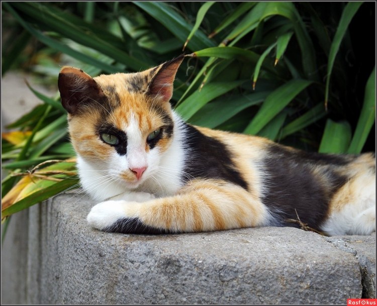 Персидская черепаховая кошка трехцветная