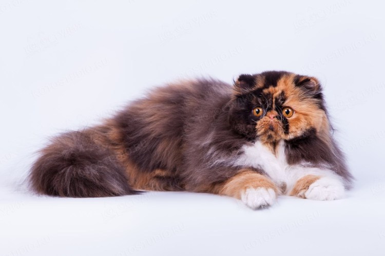 Экзот длинношерстный