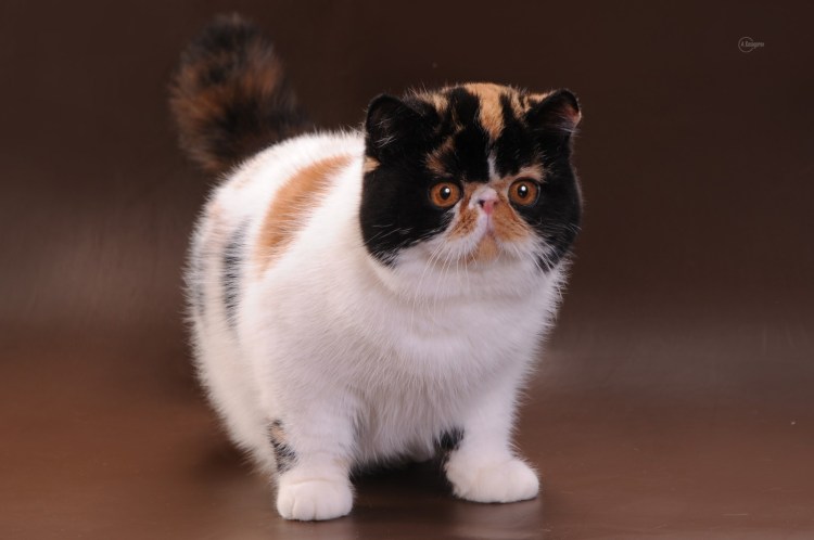 Экзот кошка длинношерстная