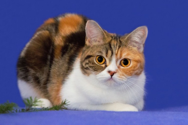 Коты экзоты Калико фото