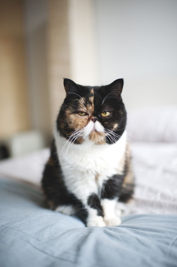 Порода кошек экзоты, Мэнкс