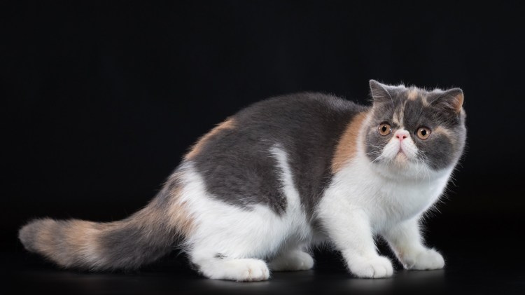 Персидская длинношерстная кошка