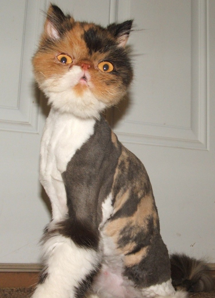 Персидская кошка трехцветная