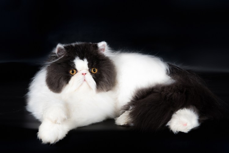 Экзотическая короткошерстная кошка