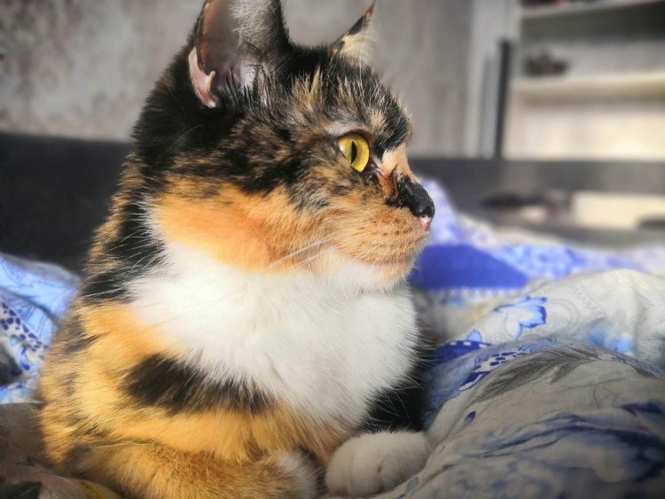 Жёльтые вололасатых киськи