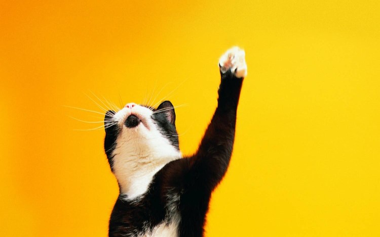 Кот с поднятой лапой