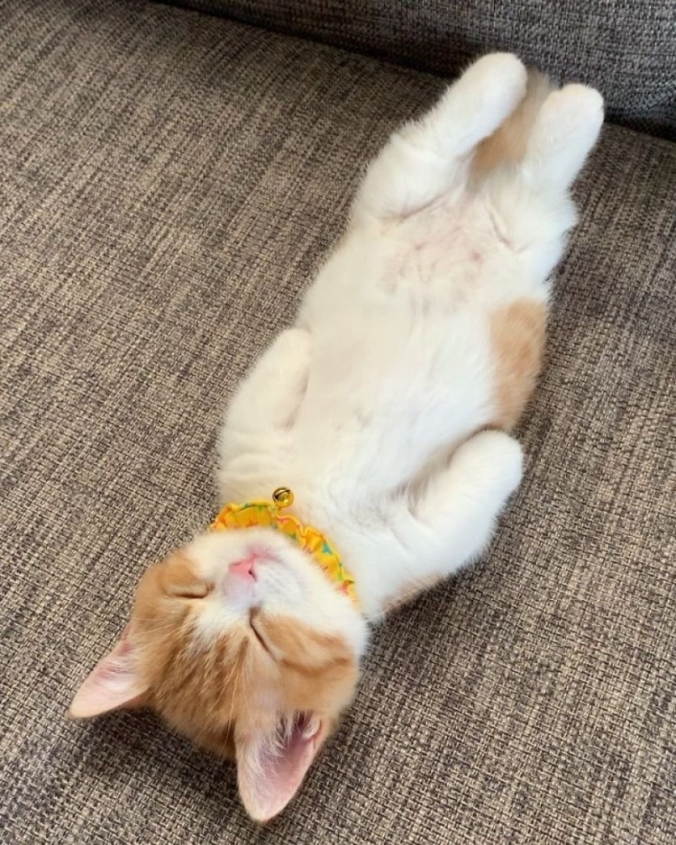 Котик лежит на спине