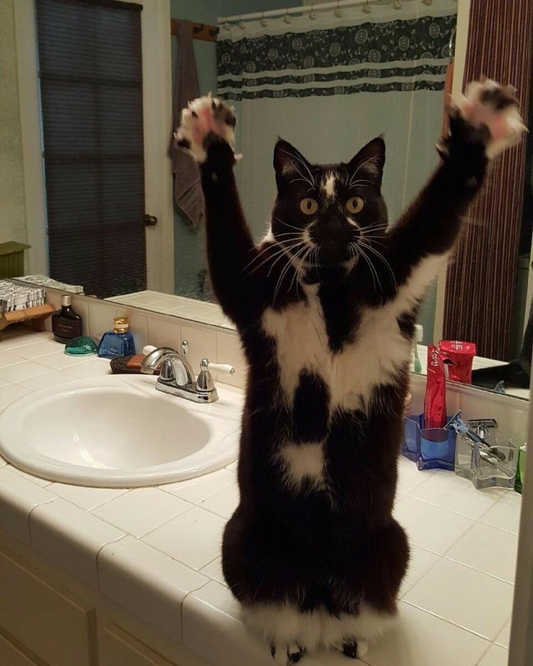 Коты с поднятыми лапами