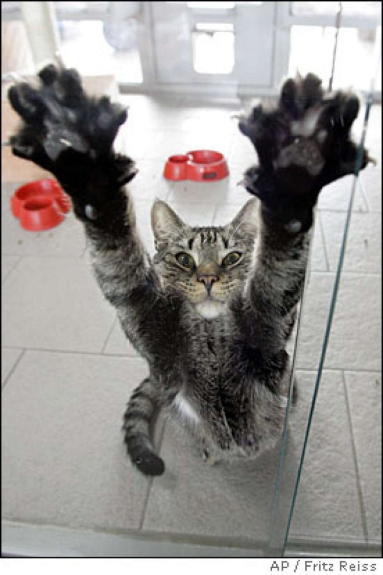 Котик просится на ручки