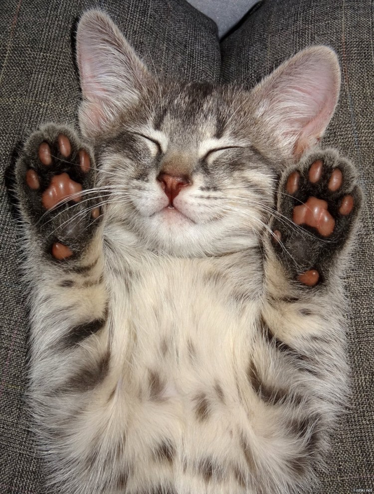 Лапа котенка