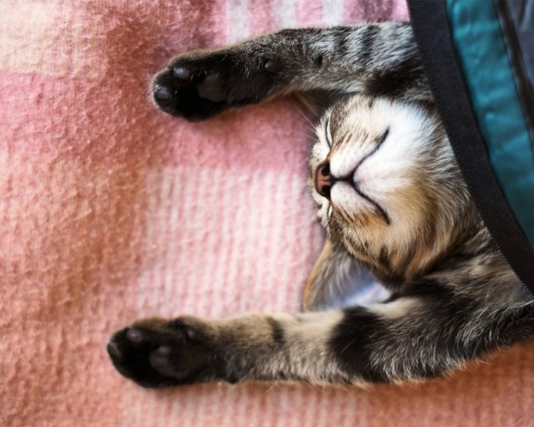 Коты балдеют картинки