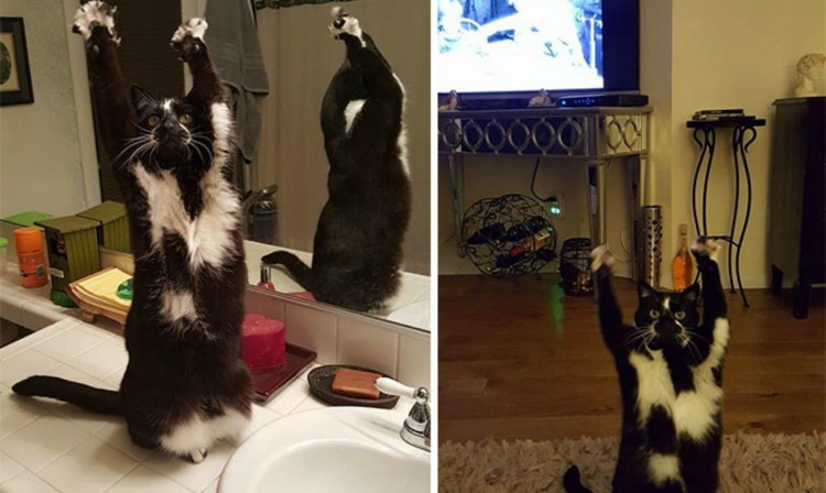 Поднял лапу вверх