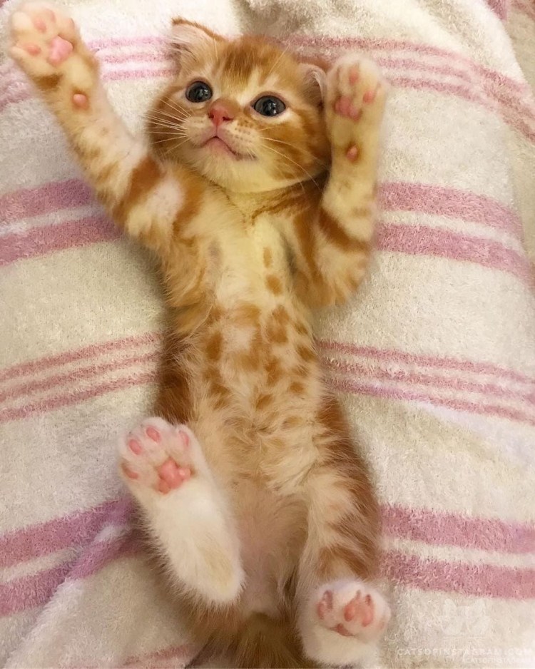 Милый котик с лапками