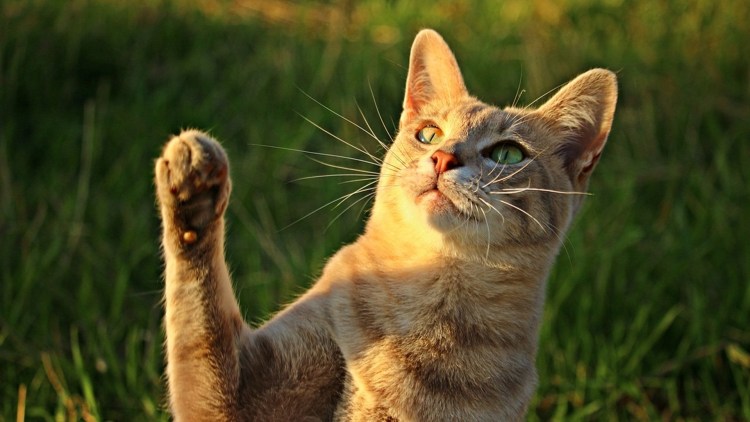 Кот с поднятой лапой