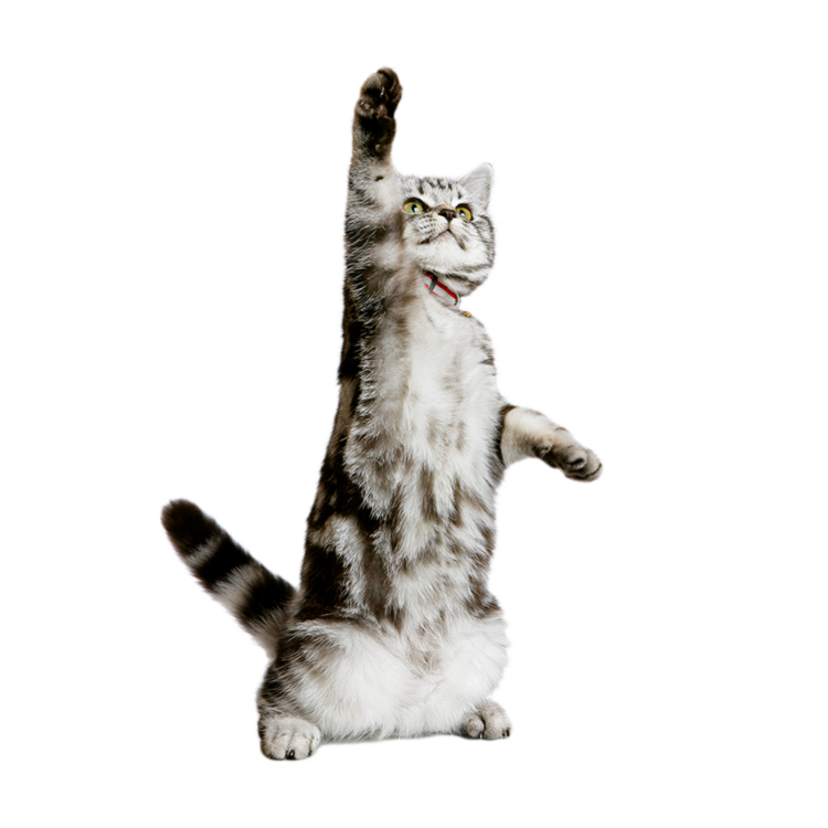 Кот тянет лапу