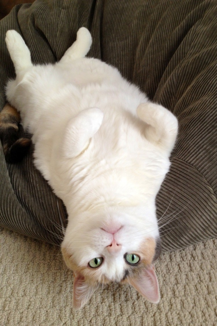 Котик с закрытыми глазами