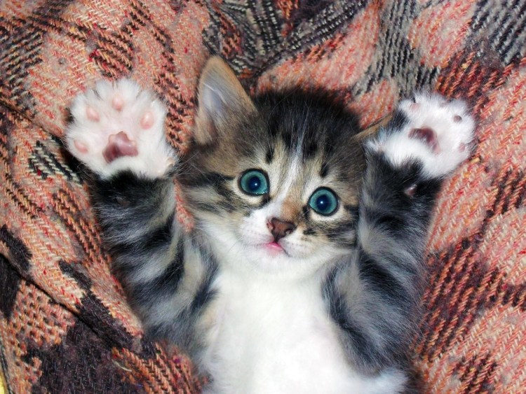 Милый котенок с лапками