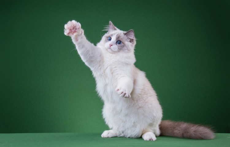 Котик с поднятыми лапками