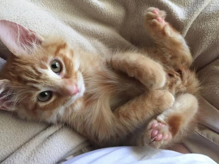 Лапки рыжего котика