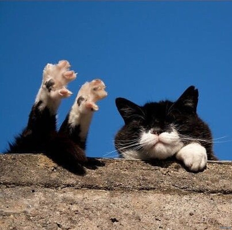 Коты оптимисты