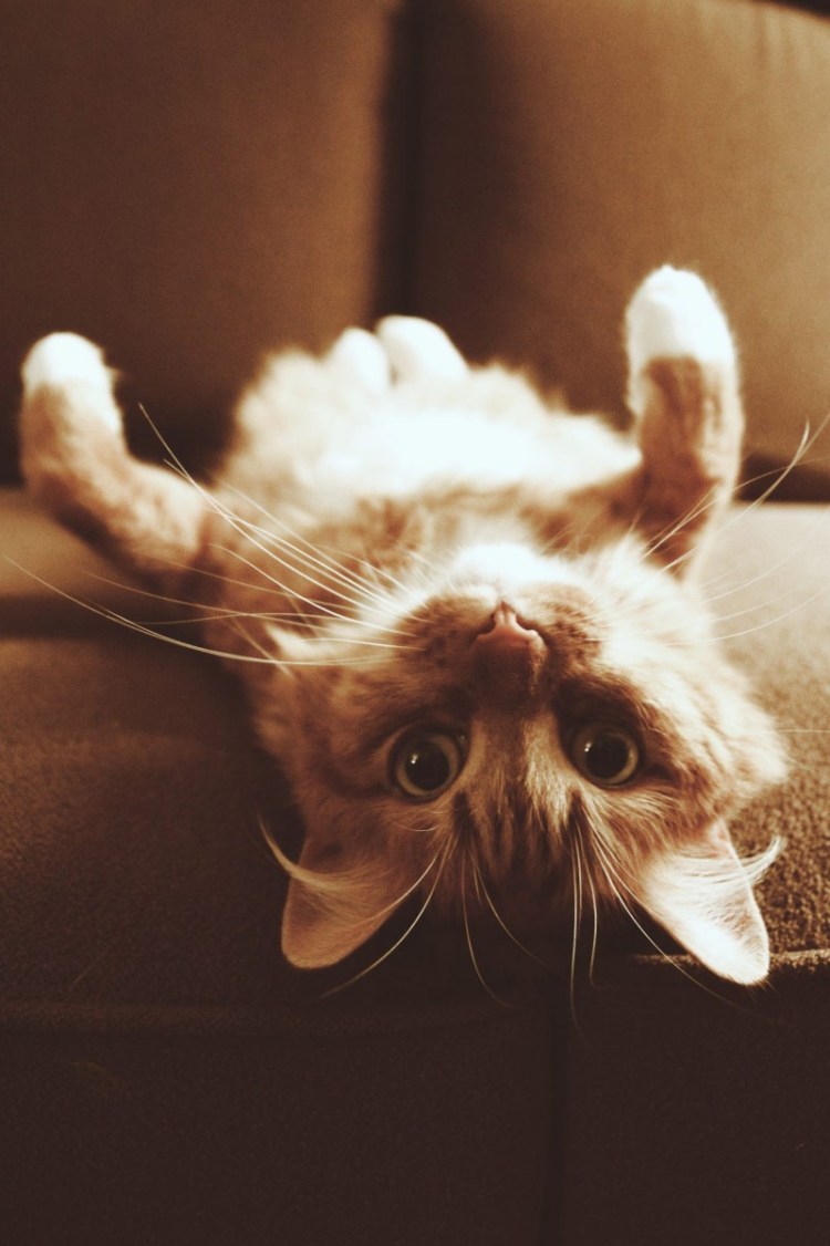 Котик вверх ногами