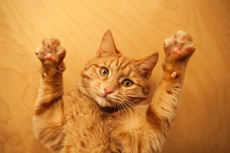 Рыжий кот с поднятой лапой