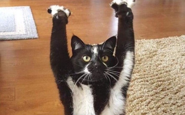 Кот лапы вверх