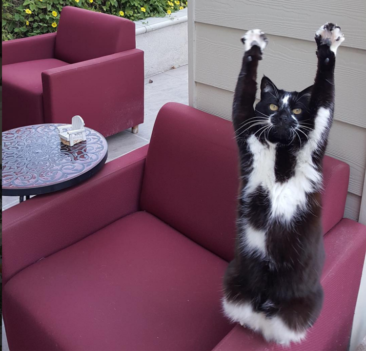 Лапка котика