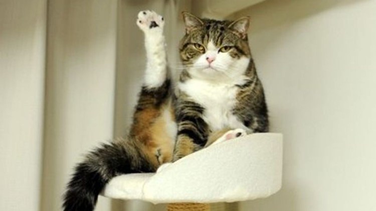 Кот с поднятой задней лапой