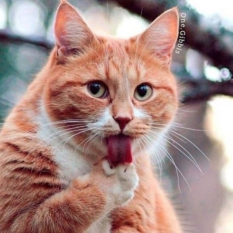 Смешной рыжий кот