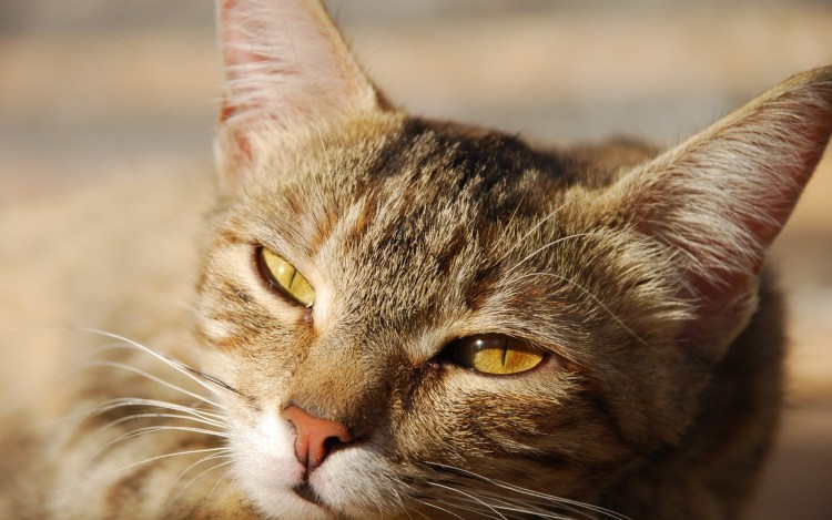 Хитрая морда кота