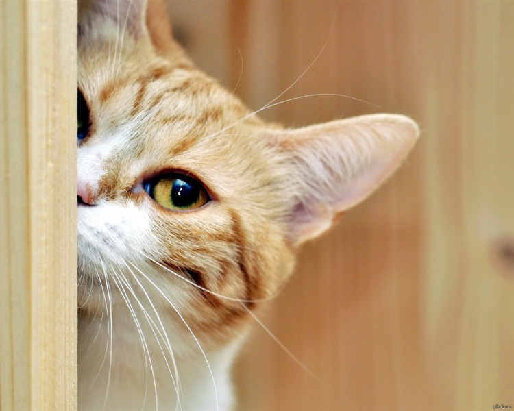 Кот выглядывает из-за угла