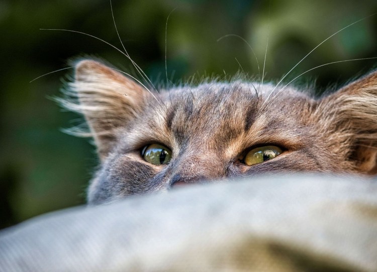 Хитрая морда кота