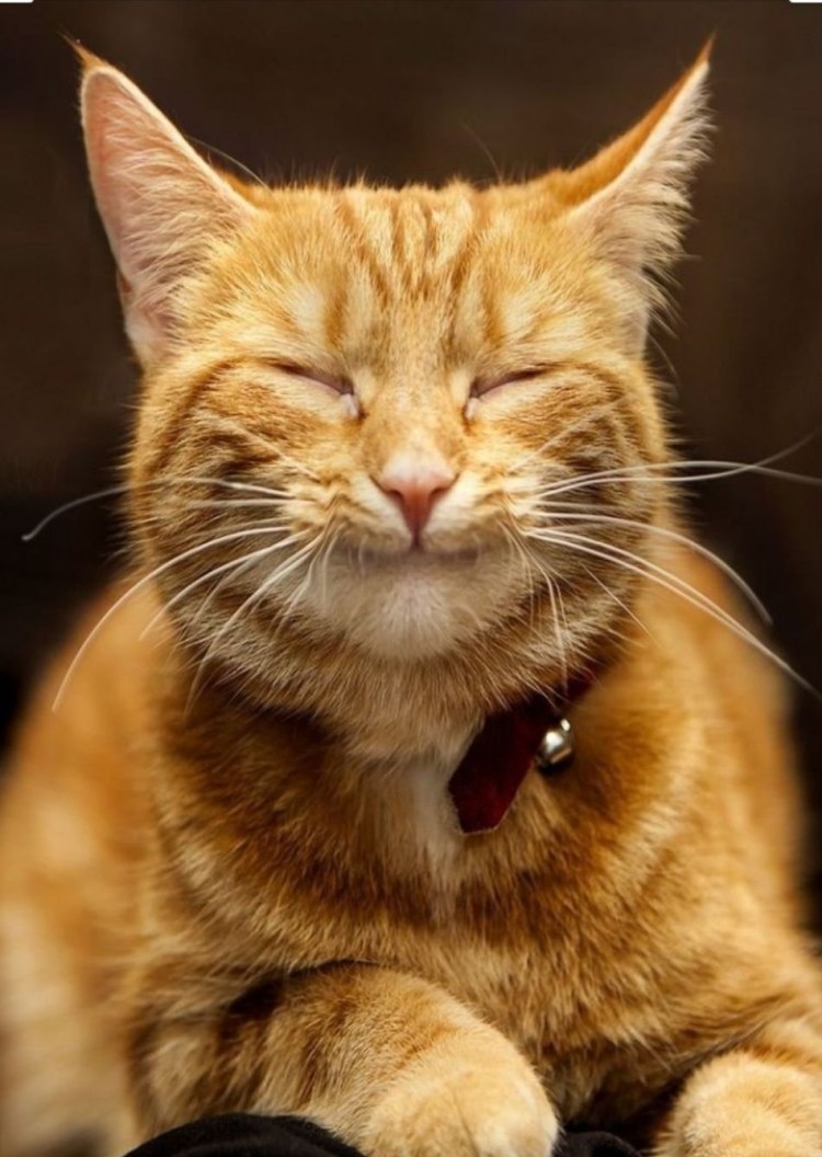 Довольный кот