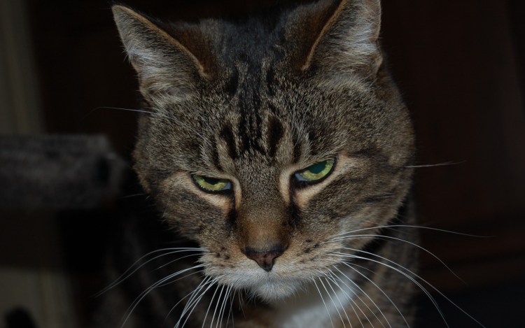Серая кошка с желтыми глазами