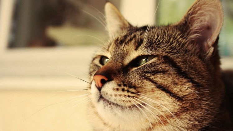 Довольная морда кошки