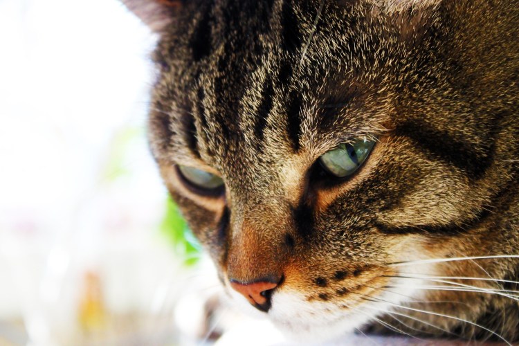 Хитрый котэ