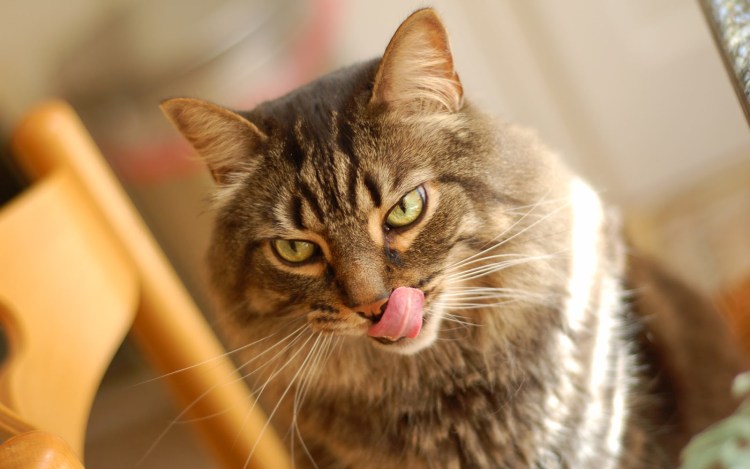 Кот облизывается