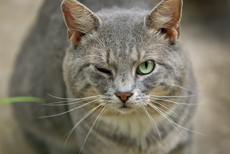 Хитрое лицо Тома из Тома и Джерри