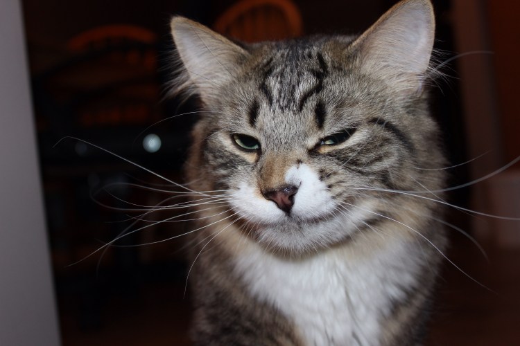 Кот подмигивает