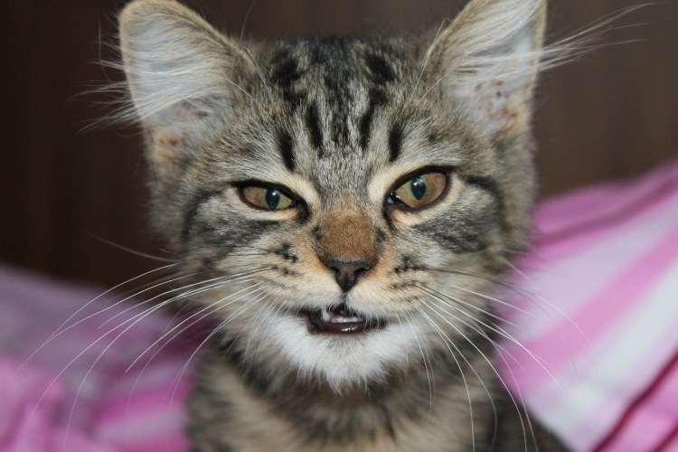 Кот с ухмылкой