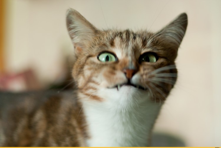 Кот хитро улыбается