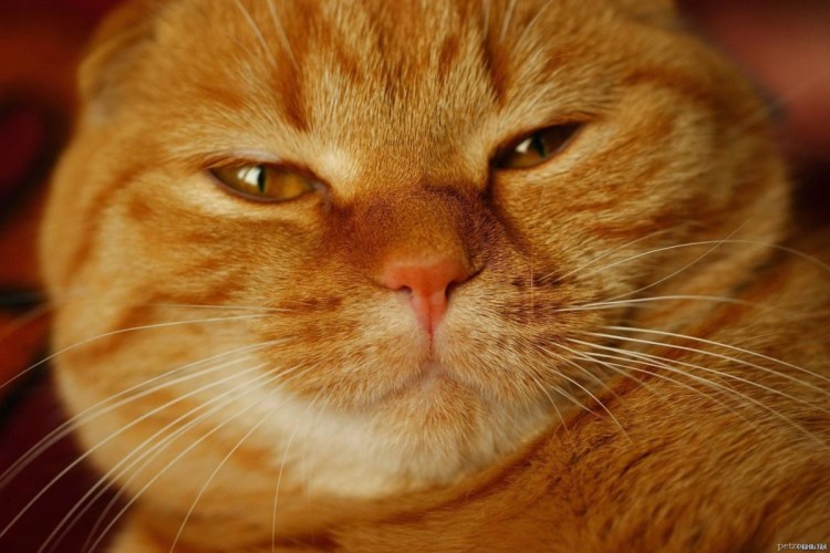 Неизвестные кошки